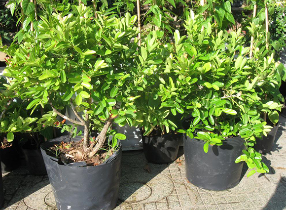 Cây siro - Đặc điểm, cách trồng và chăm sóc cây siro 7