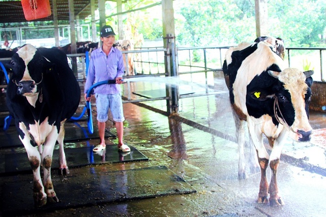 Nguồn phân bò phải đảm bảo, nước vệ sinh chuồng bò cần sạch, không chứa muối hay mầm bệnh