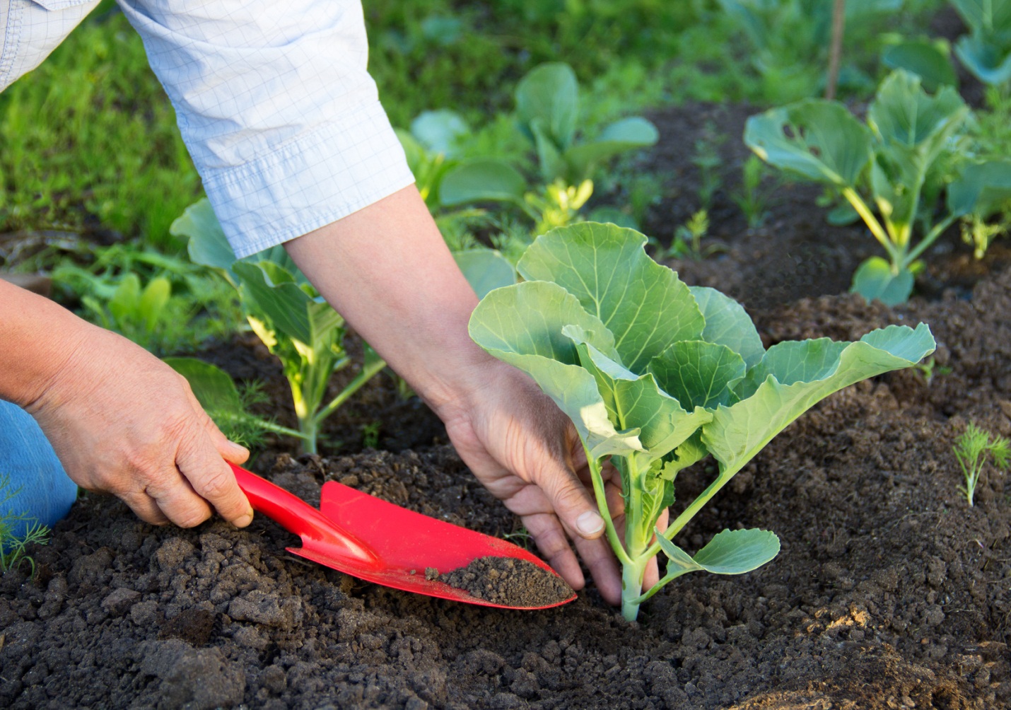 10 loại rau thích hợp để bạn có thể trồng vào tháng 4  - Ảnh 8.