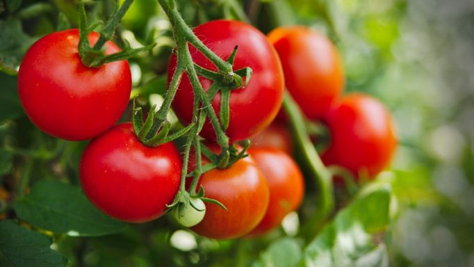 Cà chua – thực phẩm bổ dưỡng, vị thuốc quý - Ảnh 2.