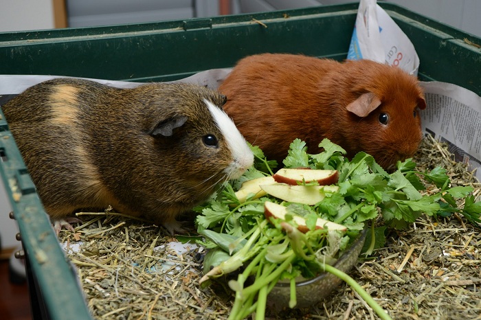 Tìm hiểu về thức ăn của bọ ú lông xù Guinea Pig | Chuột | Yêu Thú Cưng