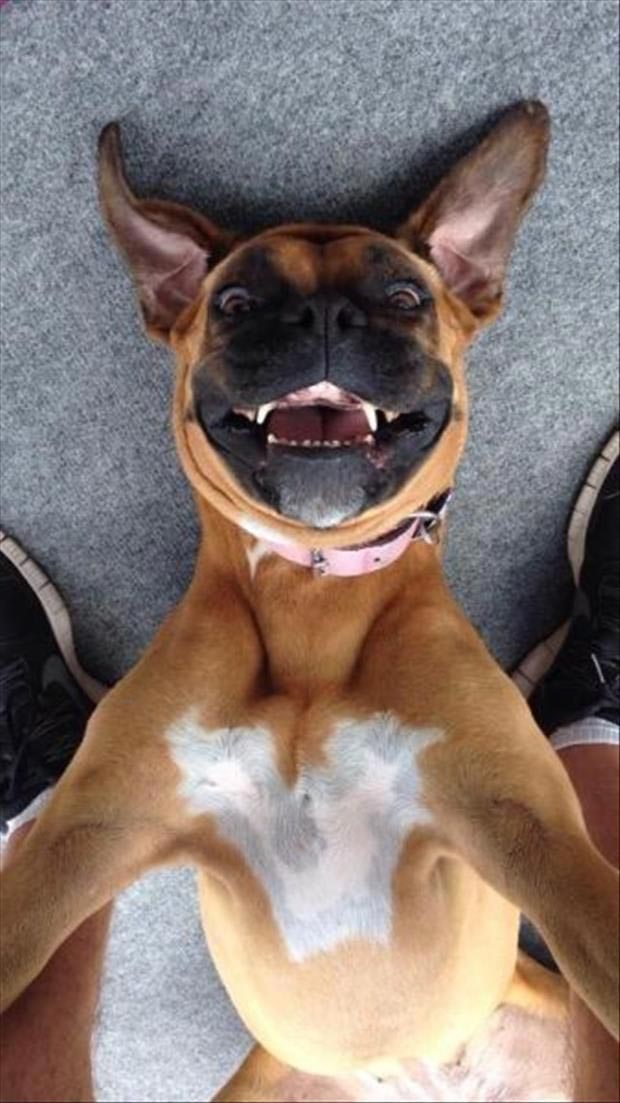 Hình ảnh chó buồn cười