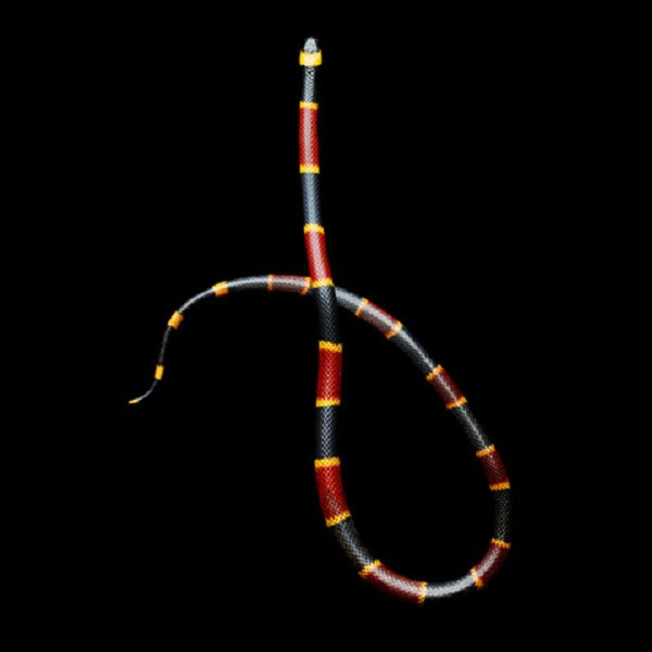 Một con rắn san hô với những sọc màu bắt mắt. Đây là một trong những loài rắn có nọc độc rất cao.
