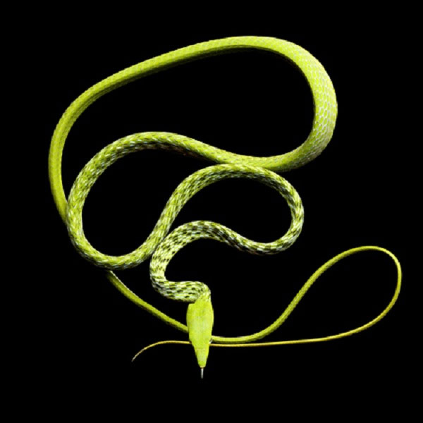 Một con rắn dây có thân hình mỏng dẹt và chiều dài gần 3m.