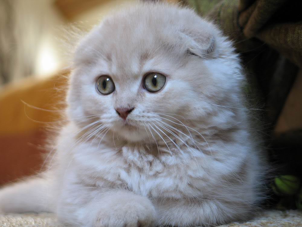 Ảnh mèo trắng đẹp và dễ thương