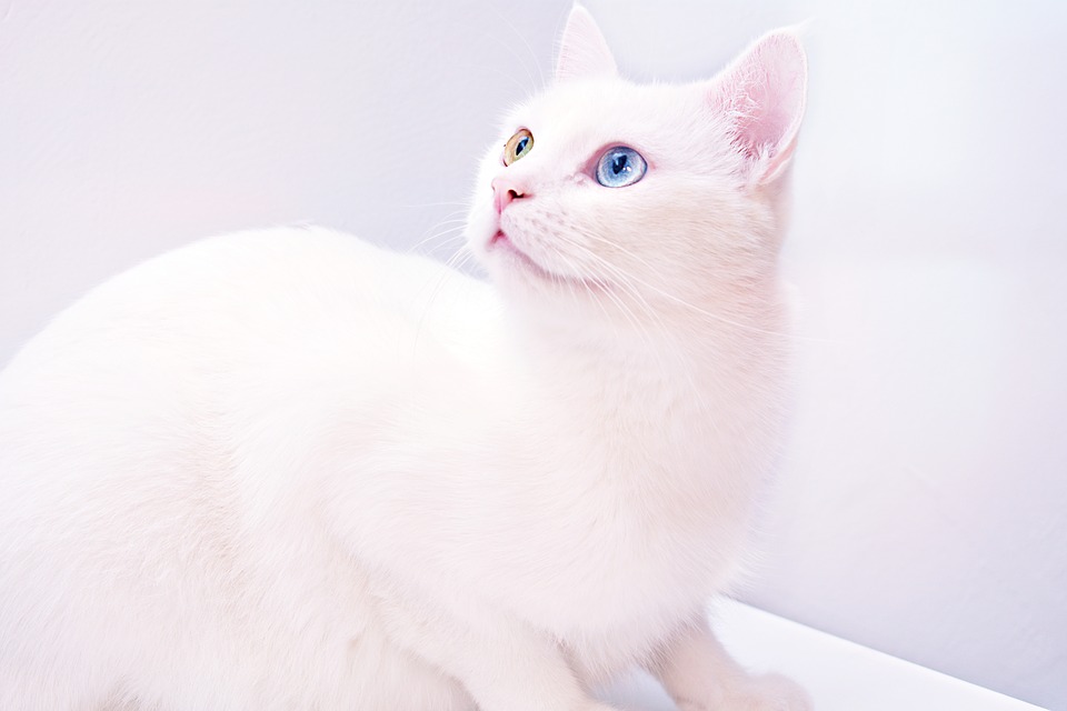 Ảnh mèo trắng đẹp