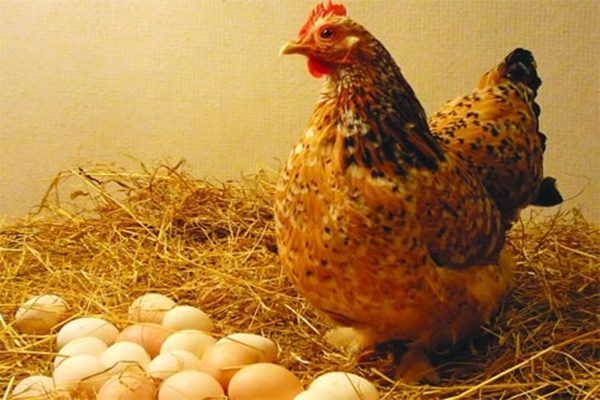 Gà ăn gì để đẻ nhiều trứng chuyên gia giải đáp chính xác nhất