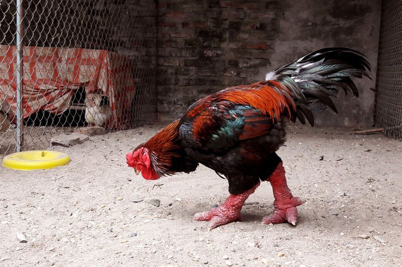 Phân biệt gà Đông Tảo lai và thuần chủng | Farmvina Nông Nghiệp