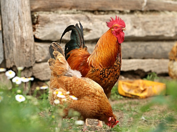 Khám phá về con gà: Phân loại, đặc điểm và gà ăn gì