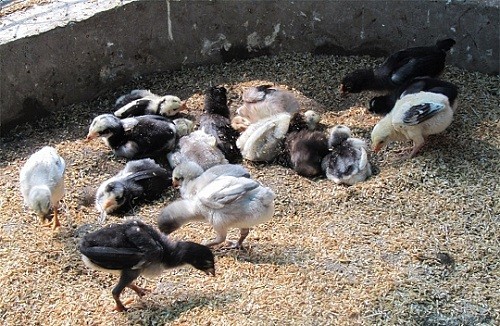 Bật mí 5 bí kíp nuôi gà con “Lớn Như Thổi” ngay tại nhà