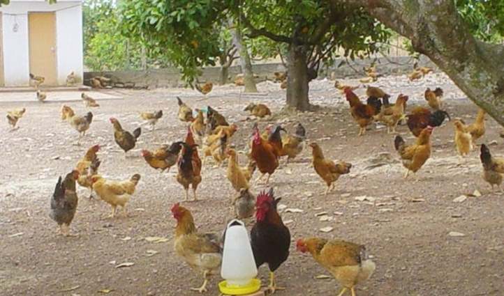Làm giàu từ mô hình nuôi gà thả vườn - Niên Giám Nông Nghiệp