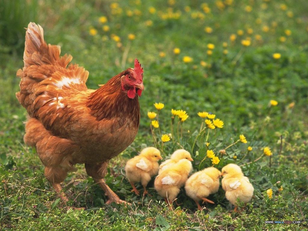 Hình ảnh gà mẹ và gà con