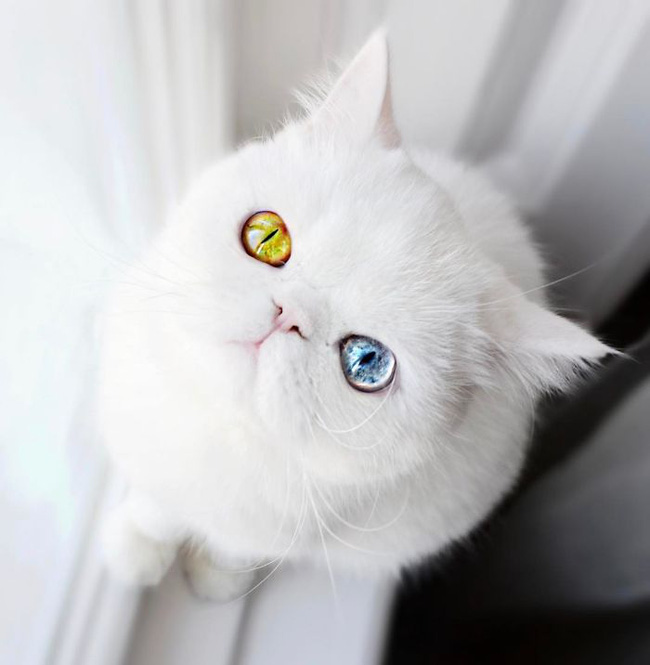 Hình ảnh mèo đẹp mắt hai màu