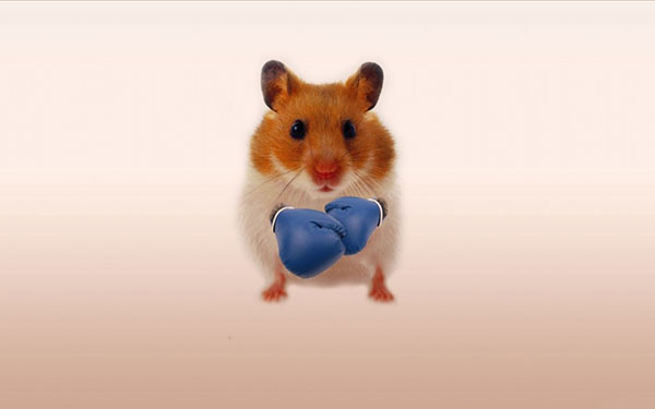 Hình ảnh những chú chuột đáng yêu, dễ thương 13