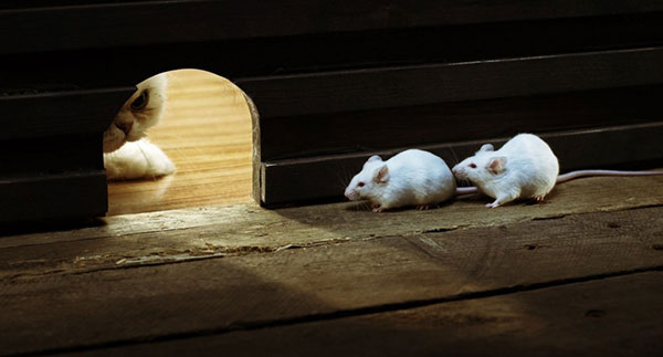 Hình ảnh những chú chuột đáng yêu, dễ thương 14