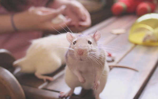 Hình ảnh những chú chuột đáng yêu, dễ thương 15