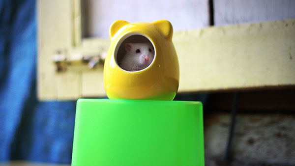 Hình ảnh những chú chuột đáng yêu, dễ thương 5