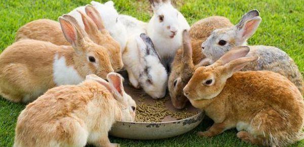 thức ăn cho thỏ