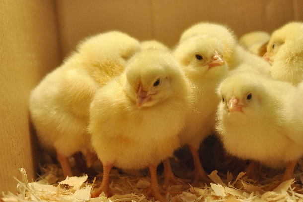 Làm thế nào để nuôi gà con phát triển theo thiên hướng siêu thịt?