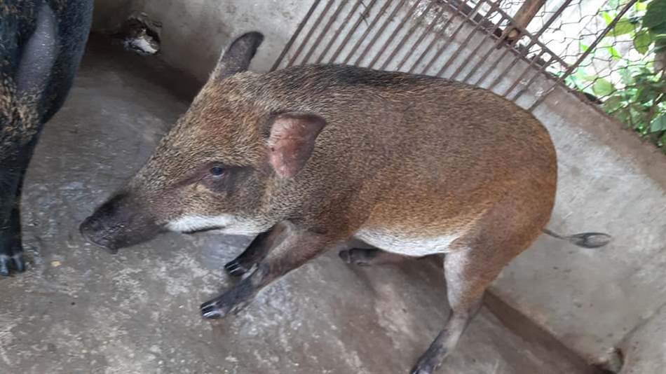 Các giống lợn rừng Việt Nam, lợn rừng Thái Lan thuần chủng - Niên Giám Nông Nghiệp