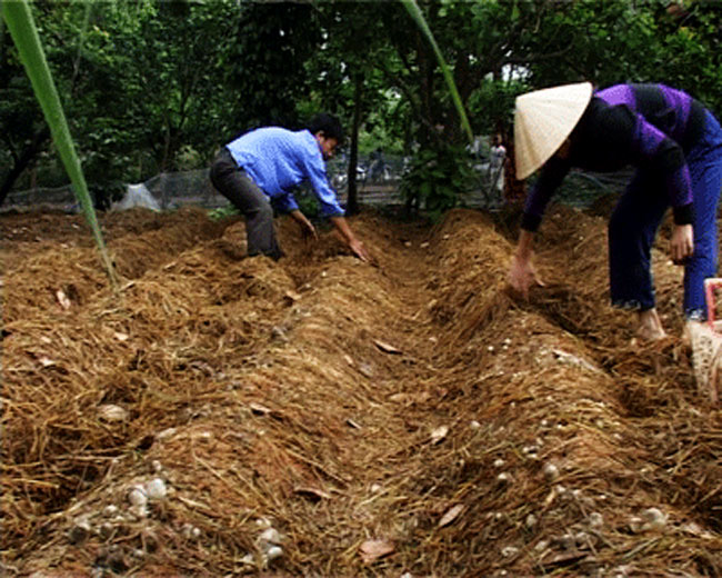 Vật liệu chính trong kỹ thuật trồng nấm rơm là rơm được ủ