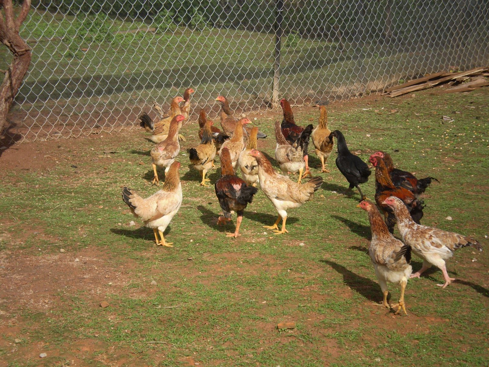 Mô hình nuôi gà ta thả vườn đã không còn xa lạ gì nữa với các hộ chăn nuôi