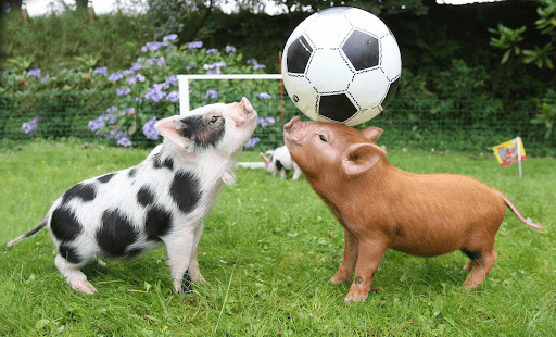 Kinh nghiệm nuôi lợn cảnh mini được các chuyên gia chia sẻ - Thucanh.vn - Website chuyên thông tin dành cho thú cưng, vật nuôi