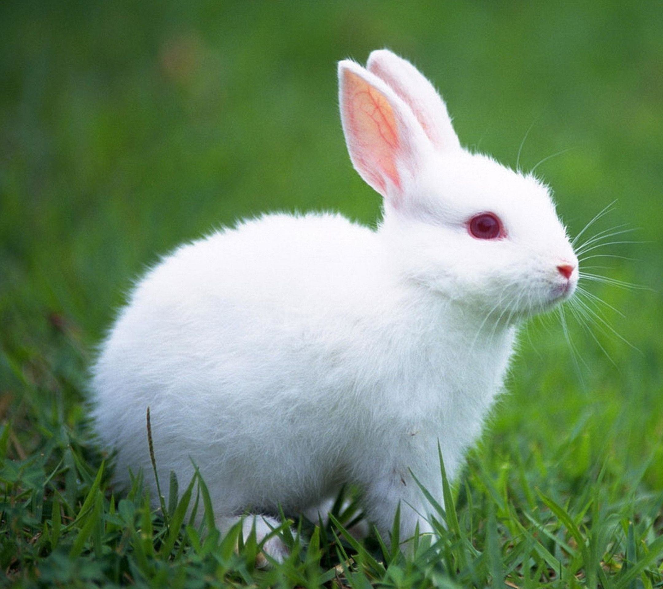 Tổng hợp hình ảnh con Thỏ đẹp, dễ thương nhất