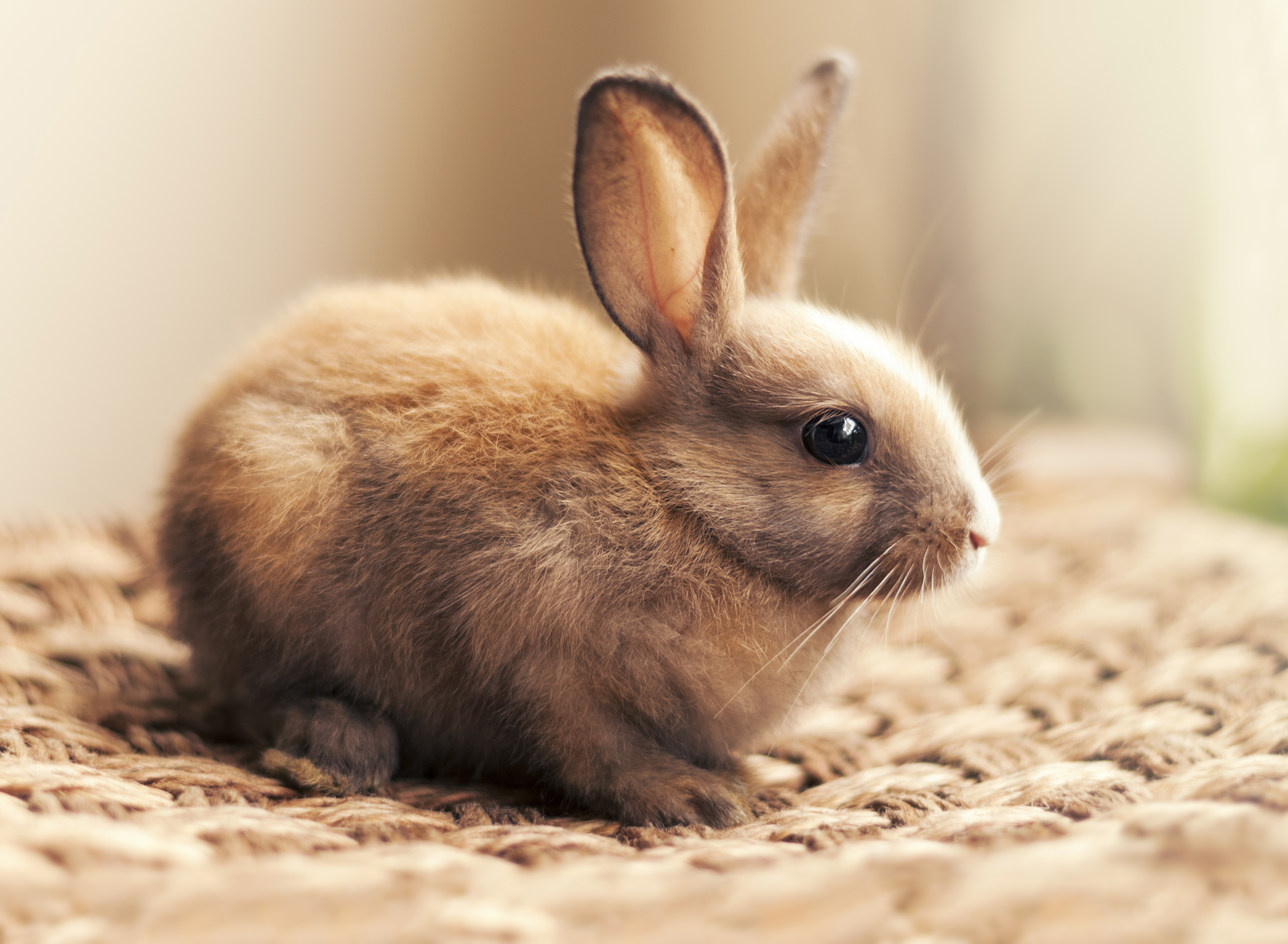 Tổng hợp hình ảnh con Thỏ đẹp, dễ thương nhất