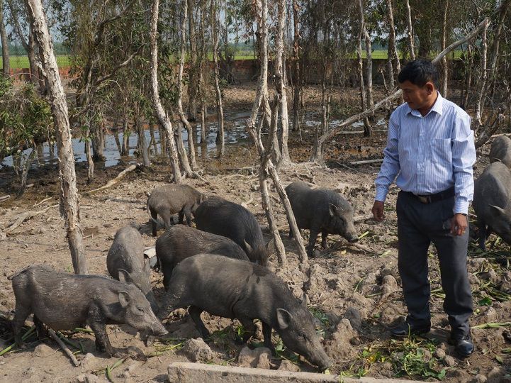 Lợn rừng ăn gì? Các loại thức ăn cho lợn rừng. Cách cho lợn rừng ăn