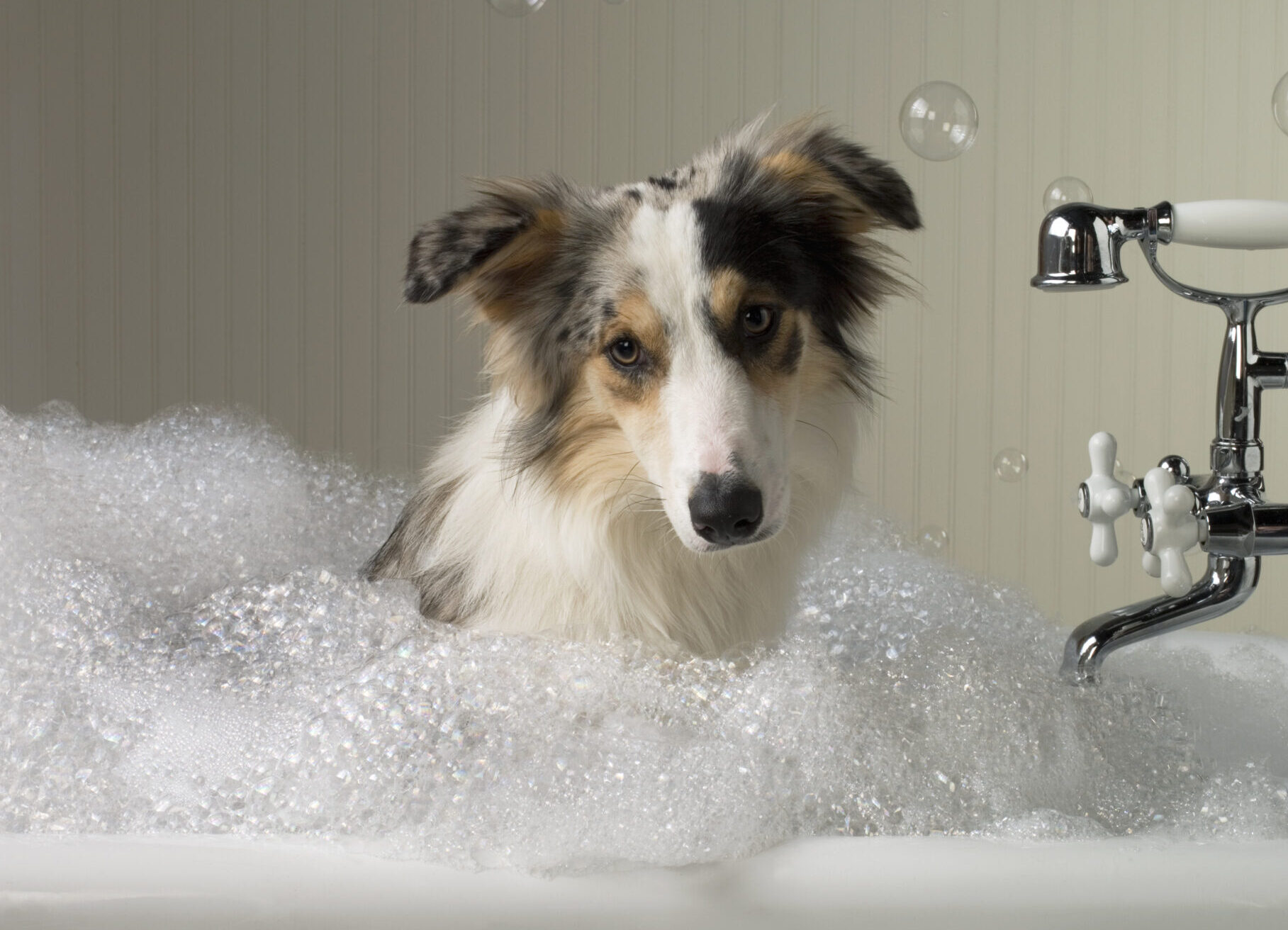 Professional Dog Grooming in Longview, TX | Creature Comforts Pet Resort
