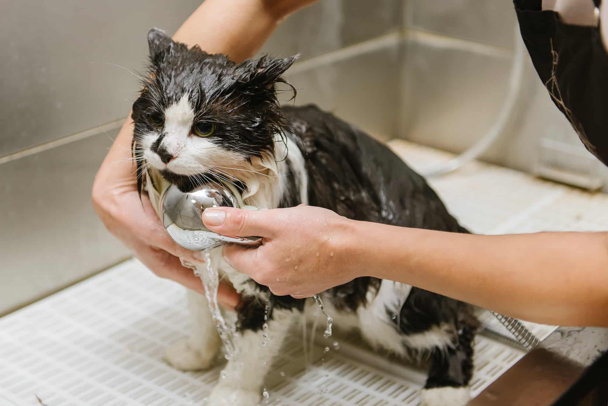 What Can I Use To Wash My Cat? - Pets Gal