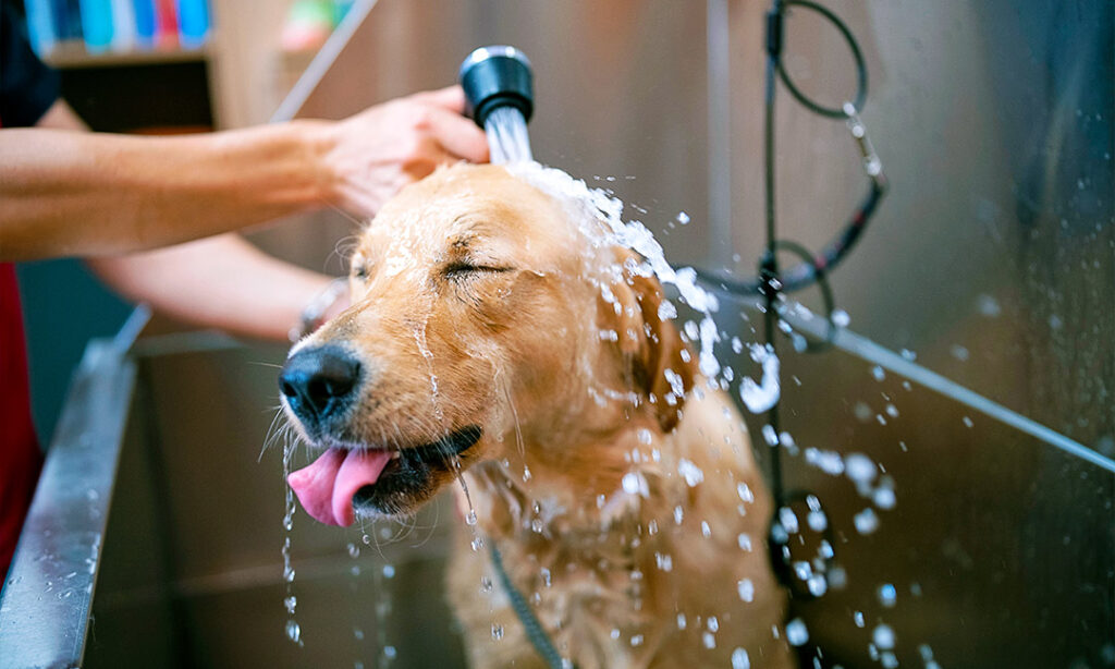 Treat Your Pup: A Guide to Dog Grooming Costs • The Gist by Groupon