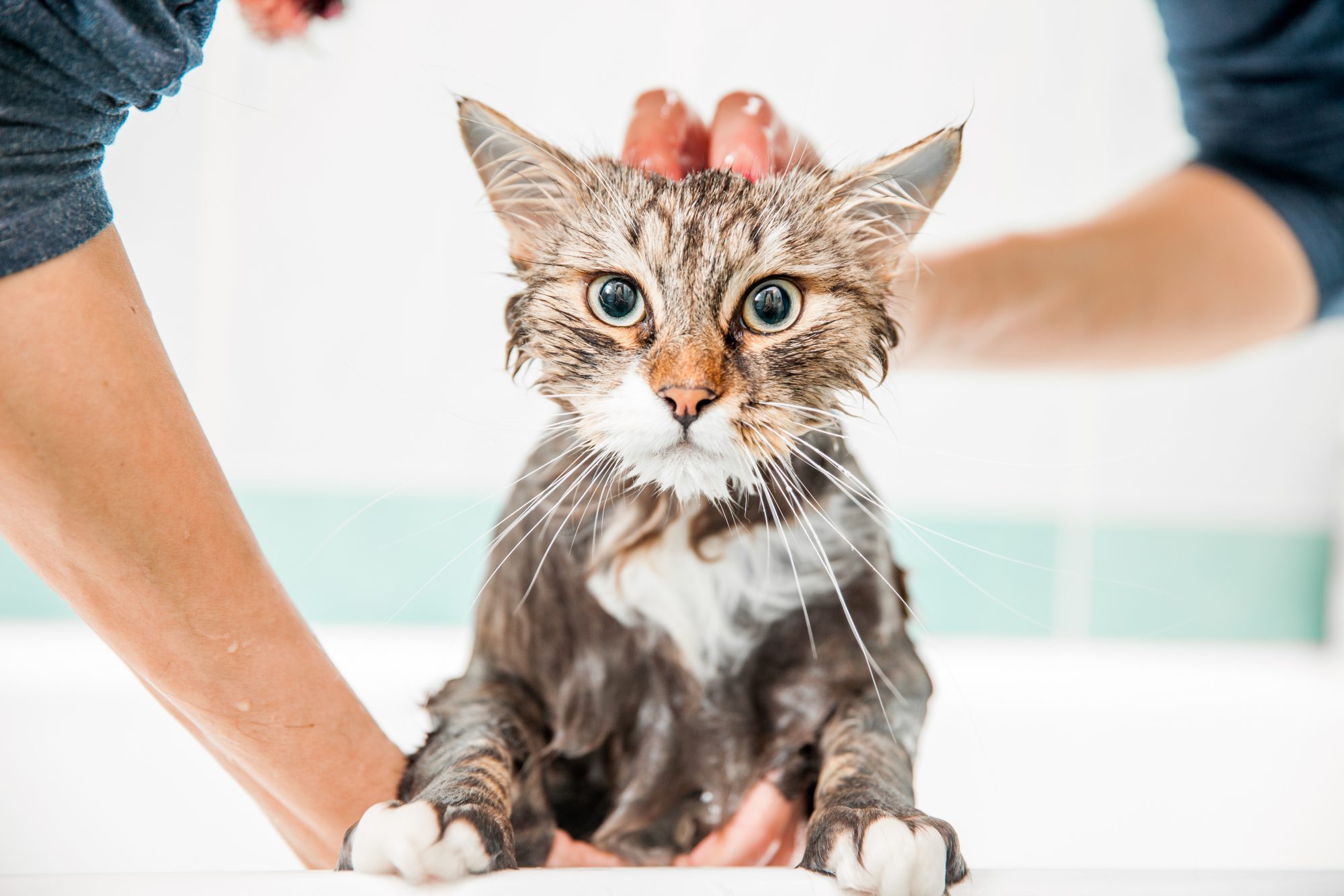 Bathing Your Cat – Cat Daily News