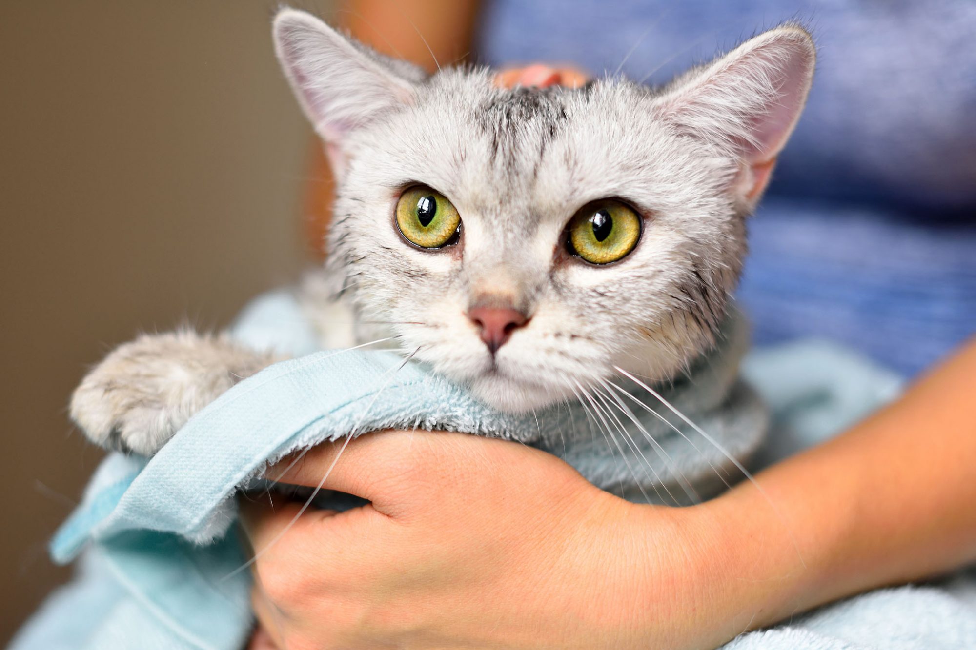 How to Bathe a Cat or Kitten Without Getting Scratched | Daily Paws