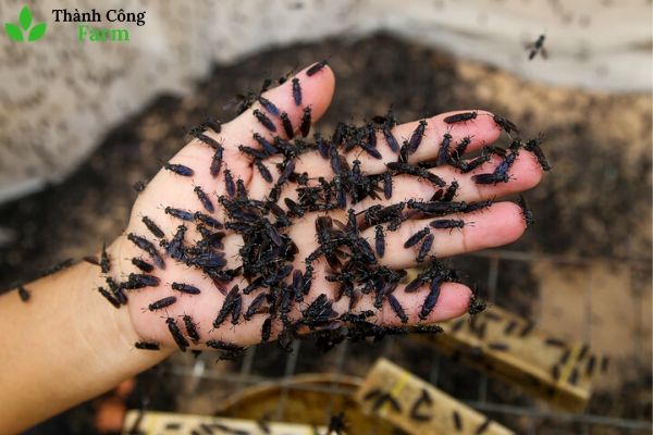 Ruồi lính đen khỏe mạnh