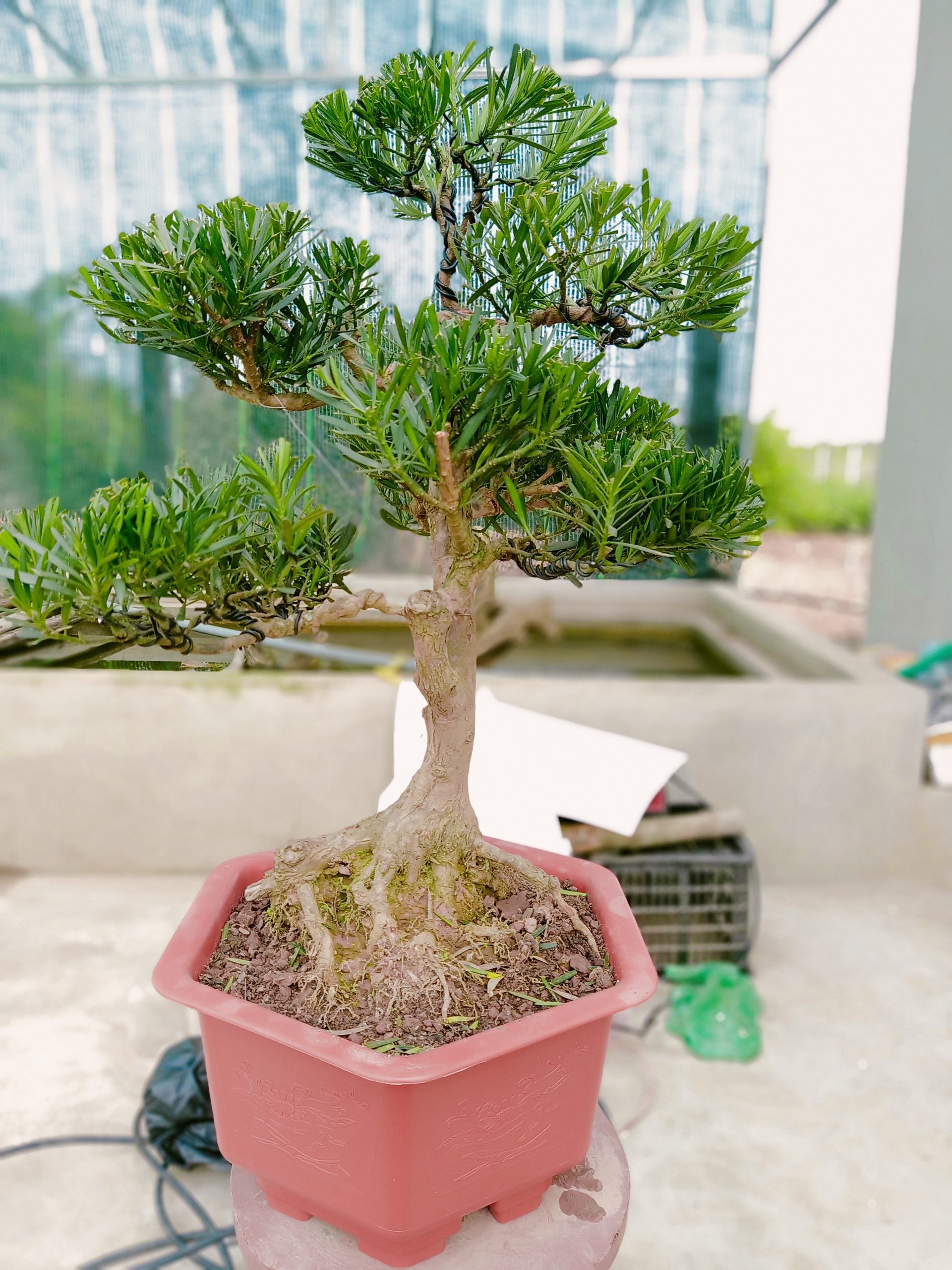 Cây Tùng La Hán Bonsai Sự May Mắn Phồn Thịnh Dài Lâu