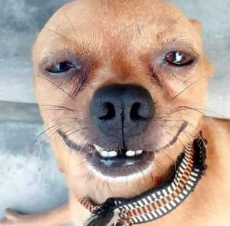 Chú chó gây bão MXH với hàm răng kỳ lạ giống hệt người