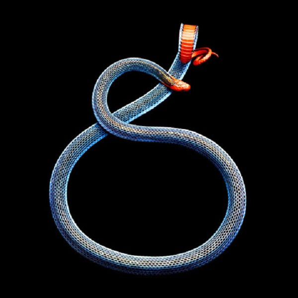 Rắn san hô xanh Malayan, một loài rắn cực độc chuyên sống trong các khu rừng nhiệt đới.