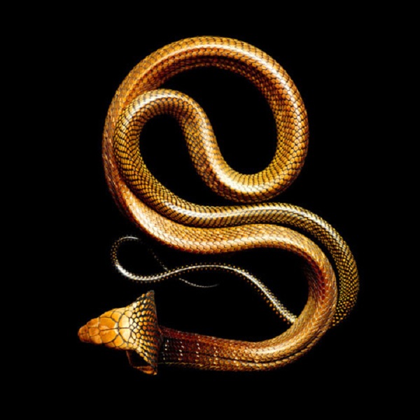 Một con rắn hổ mang chúa với lớp vảy óng ánh như dát vàng.