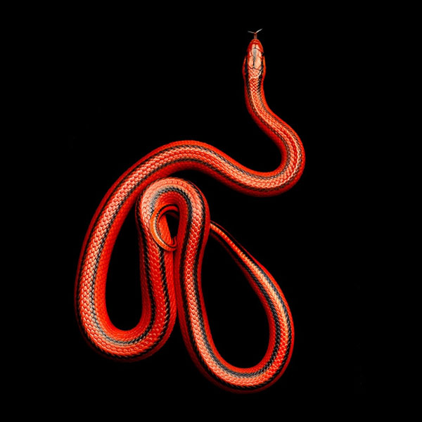 Một con rắn đỏ tre ở Thái Lan (Elaphe porphyracea coxi).