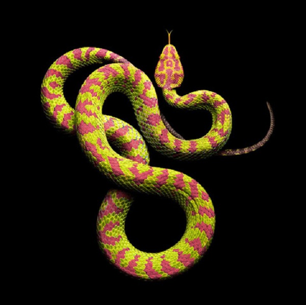  Một con rắn Philippine Pitviper cũng thuộc chi rắn độc Pitviper.