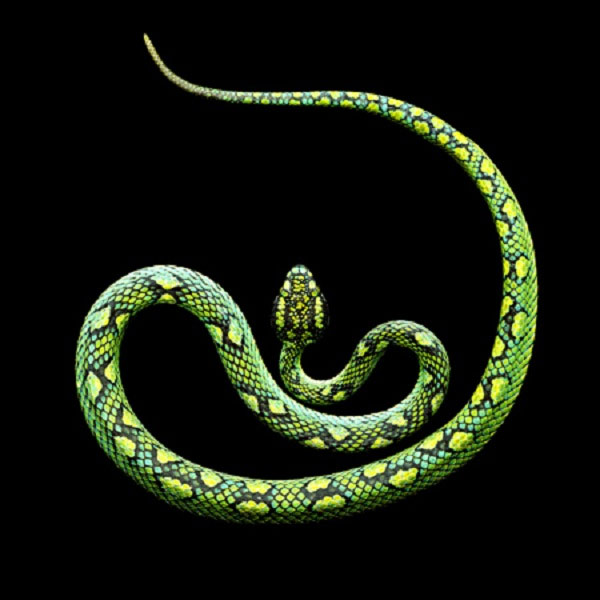 Loài rắn lam Srilanka (Ceylonese Palm Viper). Loài rắn này chuyên sống trên cây và săn các loài chim nhỏ.