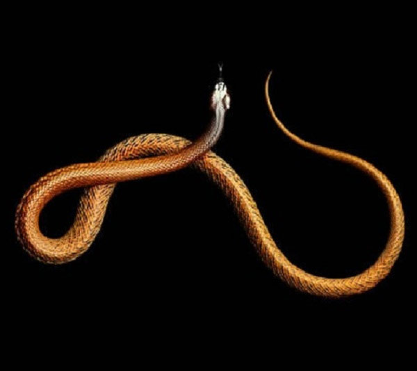 Inland Taipan, chúa tể của các loài rắn độc. Nọc độc trong mỗi phát cắn của nó đủ sức hạ gục 100 người khỏe mạnh.