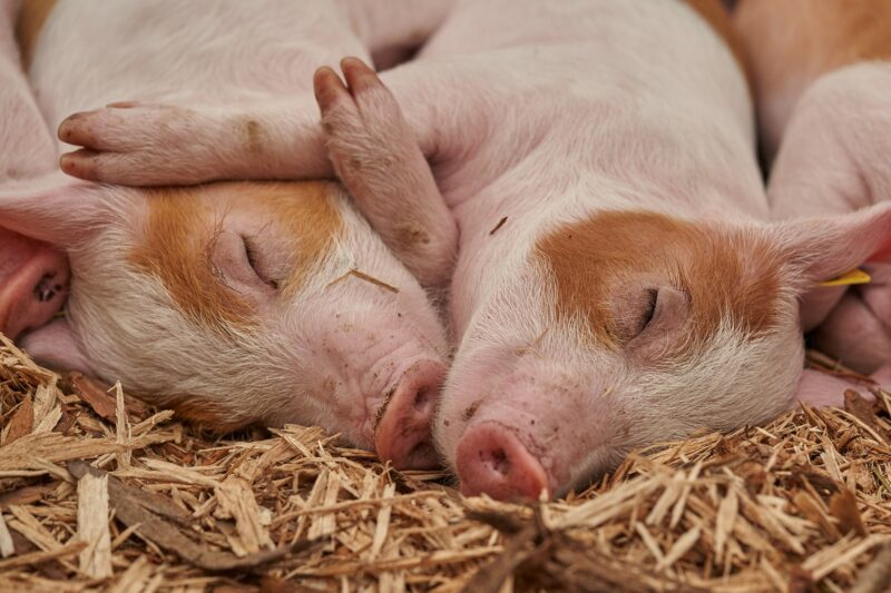Hình ảnh Lợn Nái Heo Con PNG  Clipart Lợn Heo Con Đáng Yêu Của Con Lợn  PNG miễn phí tải tập tin PSDComment và Vector