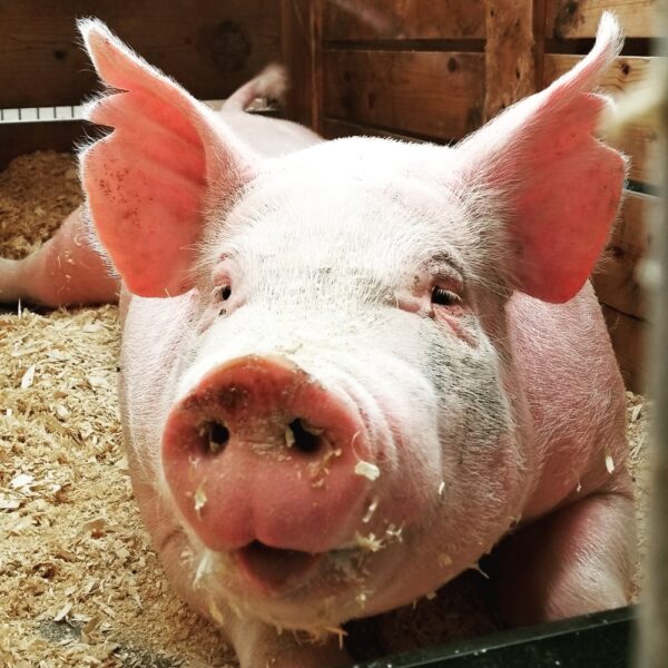 Hình ảnh Mặt Lợn Hồng được Vẽ Tay PNG  Gương Mặt Lợn Con Lợn Dễ Thương  PNG miễn phí tải tập tin PSDComment và Vector