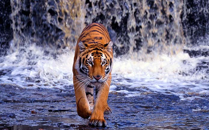 Hình ảnh hình nền con Hổ đẹp sống động và chân thực