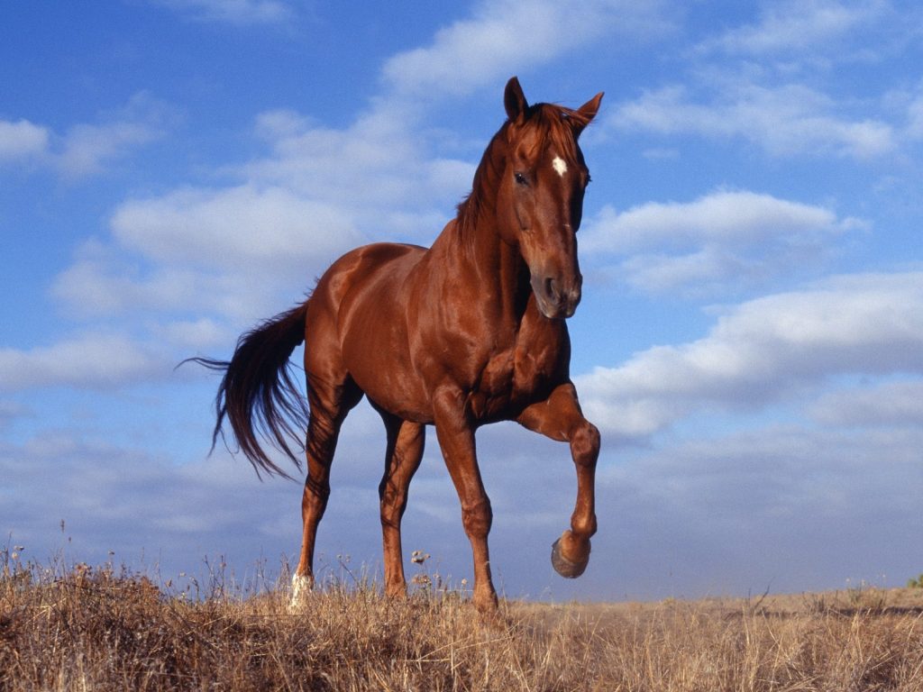 99+ Ảnh Con Ngựa, Chiến Mã Làm Hình Nền Cực Đẹp Phong Thuỷ