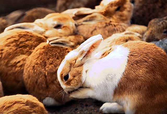 nhiều thỏ