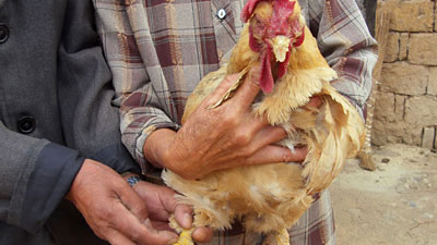 Con gà sống 22 năm ở Trung Quốc